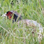 Joel Roane - Pheasant in Grass