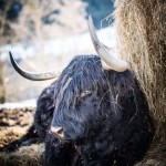 melanie_lewis_highland-cow