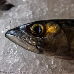 william_lindsay_perez_mackerel_on_ice
